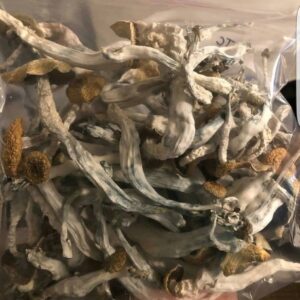 Psilocybe cubensis